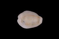 藏品(黃寶螺)的圖片